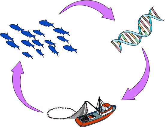 Filling the communication gap between genomics and marine fisheries