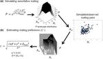 A novel method for estimating the strength of positive mating preference by similarity in the wild