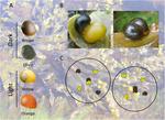 Mate Choice Contributes to the Maintenance of Shell Color Polymorphism in a Marine Snail via Frequency-Dependent Sexual Selection
